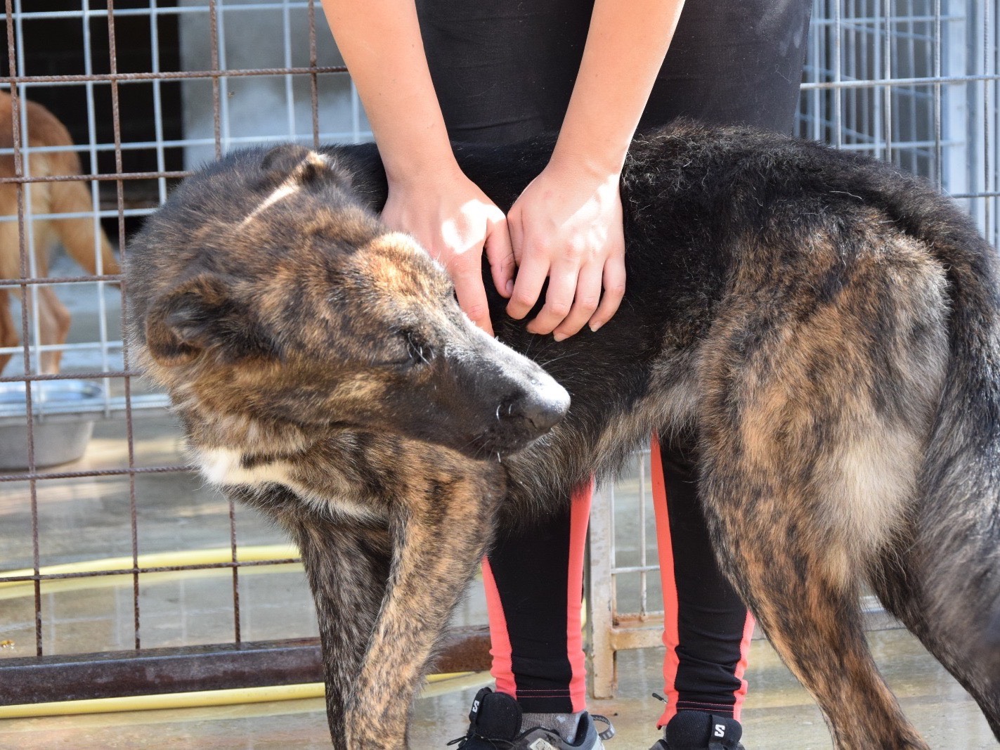 Adotta il cane Jill  a Pescara