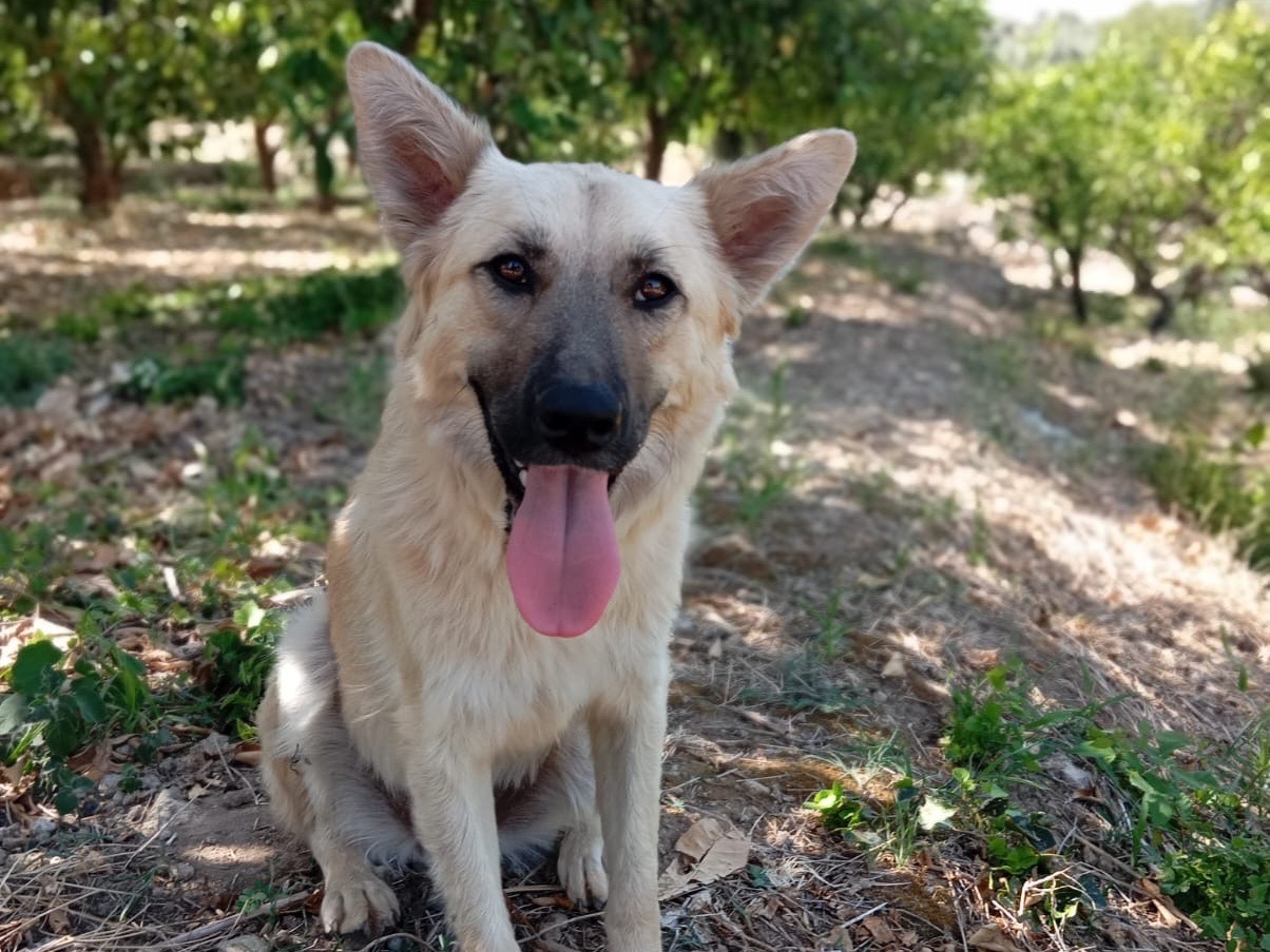 Adozione cane, femmina, Pastore tedesco Razza sconosciuta, 1 anno e 2 mesi, taglia media contenuta, Siracusa