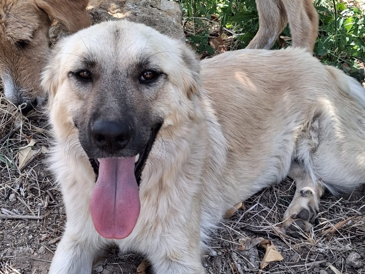 Adotta un cane, femmina, 1 anno e 2 mesi, Siracusa