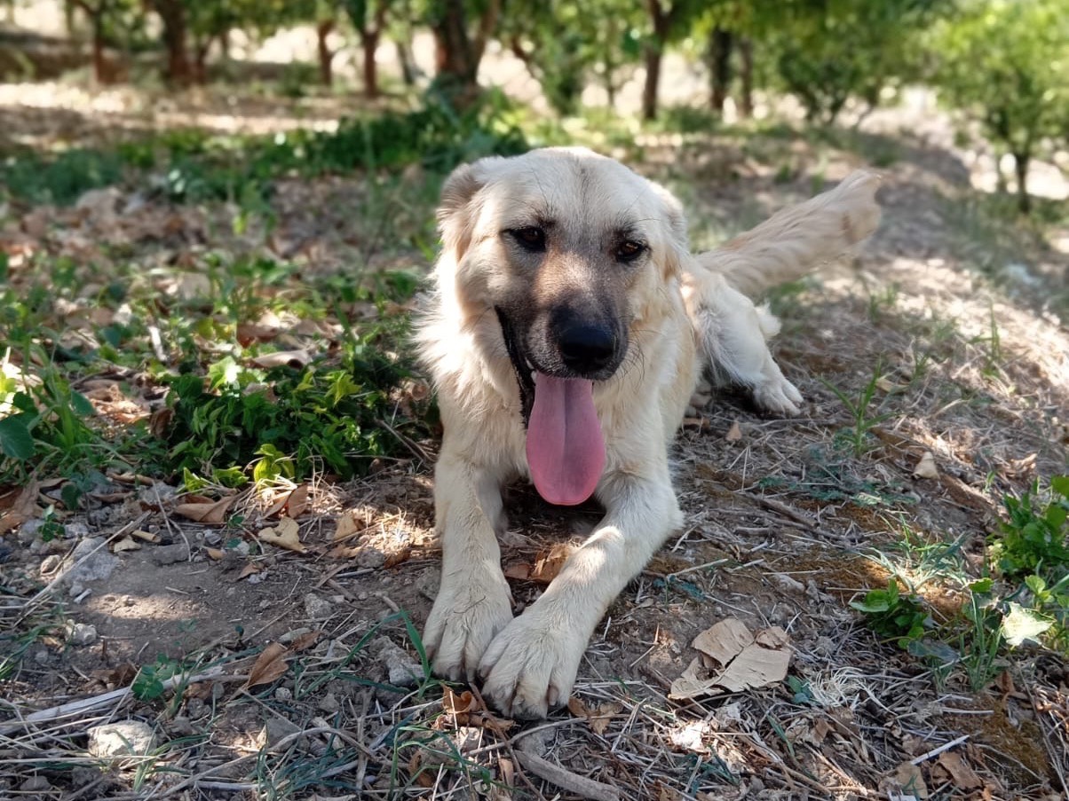 Adotta un cane, taglia media contenuta, femmina, Siracusa