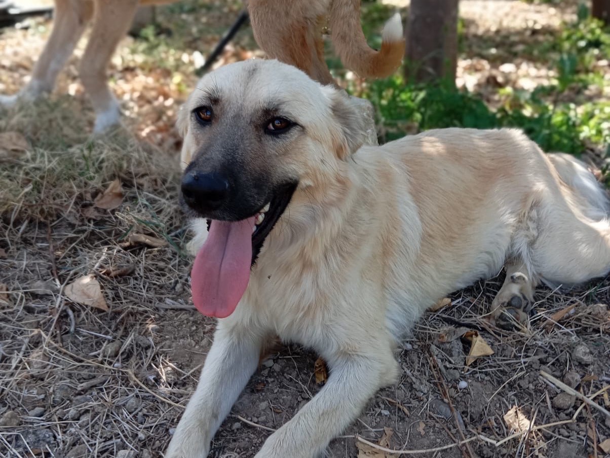 Vuoi adottare un cane a Siracusa?