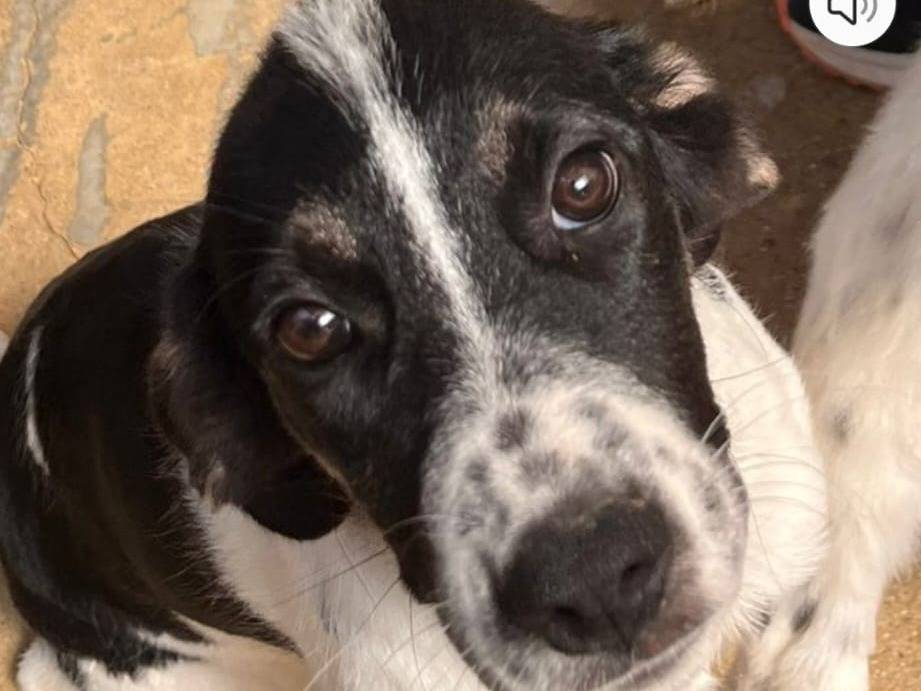 Adotta un cane, taglia media, femmina, Crotone