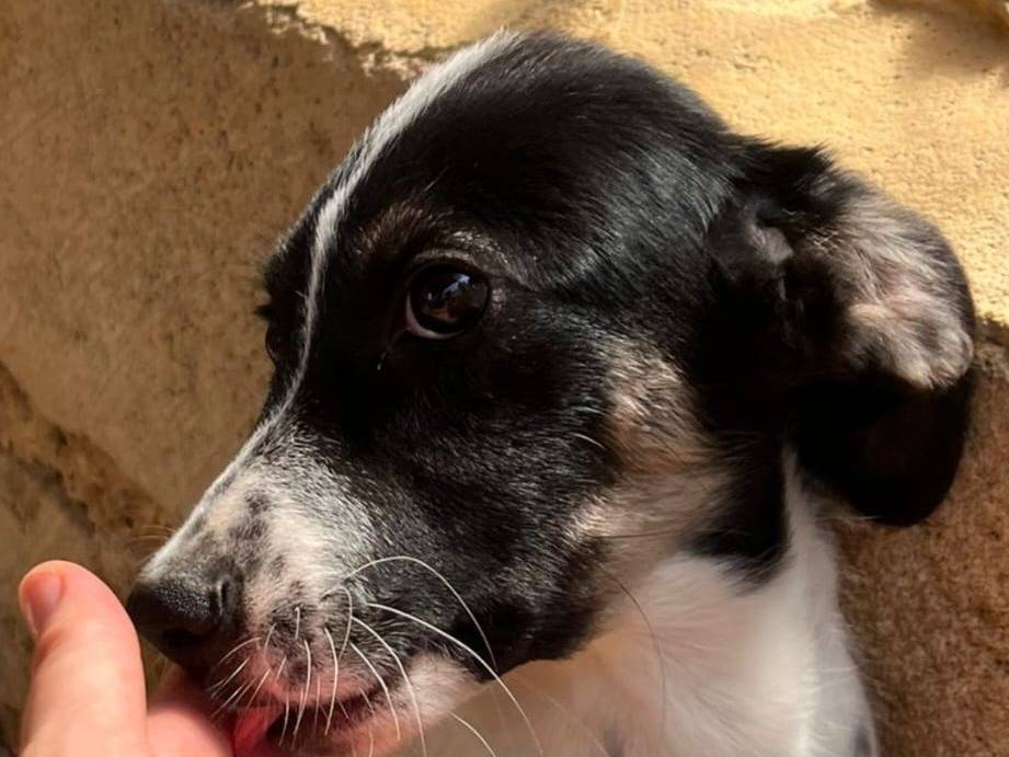 Vuoi adottare un cane a Crotone?