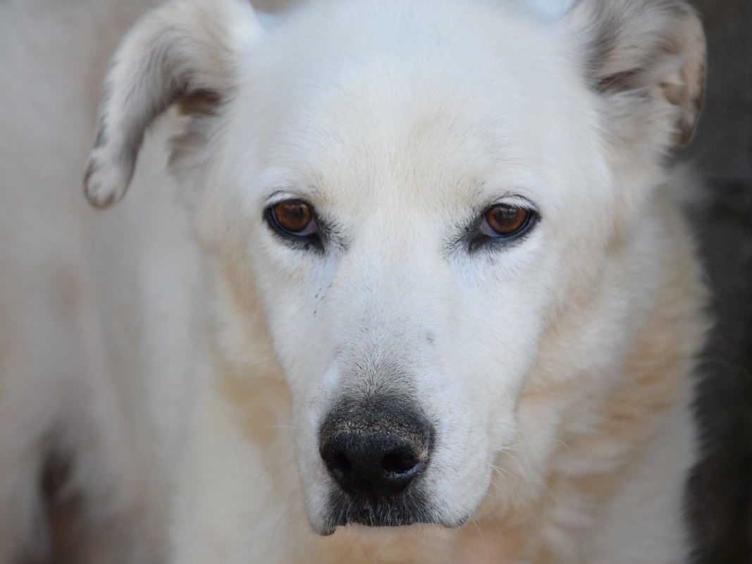 Adozione cane, femmina, Razza sconosciuta Razza sconosciuta, 13 anni e 7 mesi, taglia media, Pescara