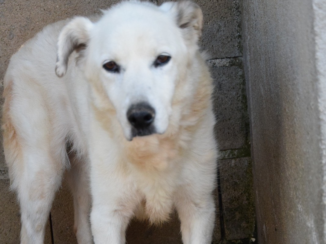 Adotta un cane, taglia media, femmina, Pescara