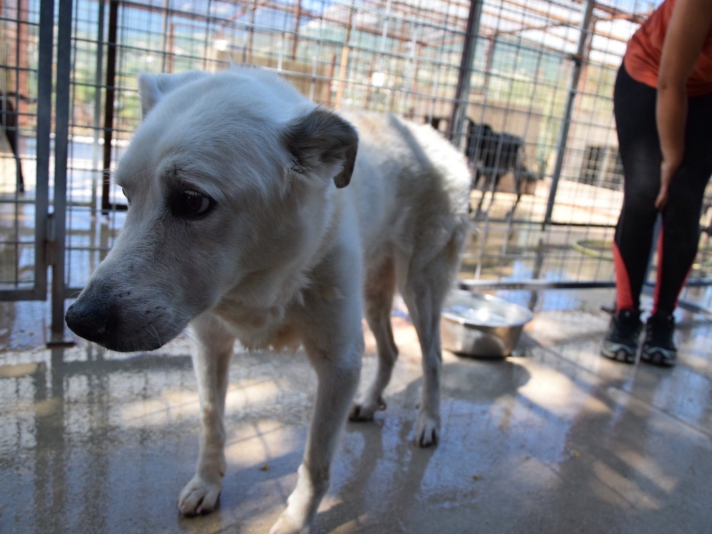 Vuoi adottare un cane a Pescara?