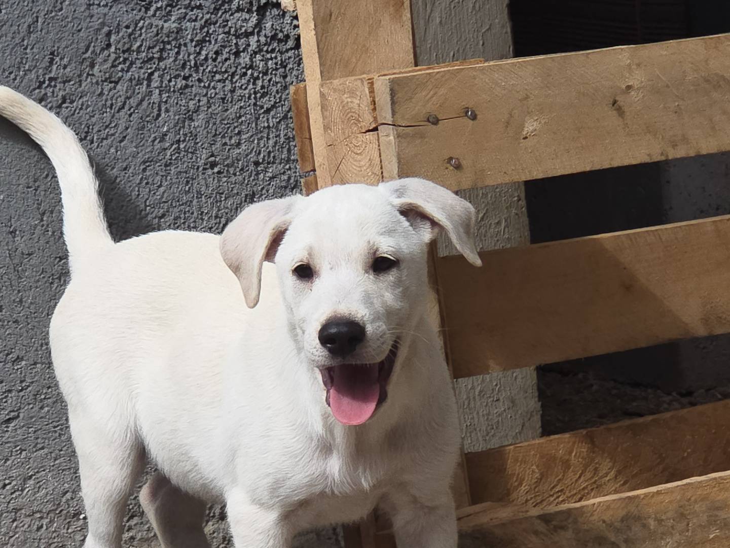 Adozione cane, maschio, Razza sconosciuta Razza sconosciuta, 2 mesi, taglia media, Laquila