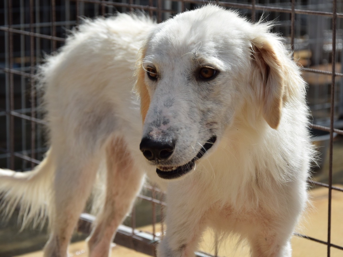 Adozione cane, maschio, Razza sconosciuta Razza sconosciuta, 2 anni, taglia media, Pescara