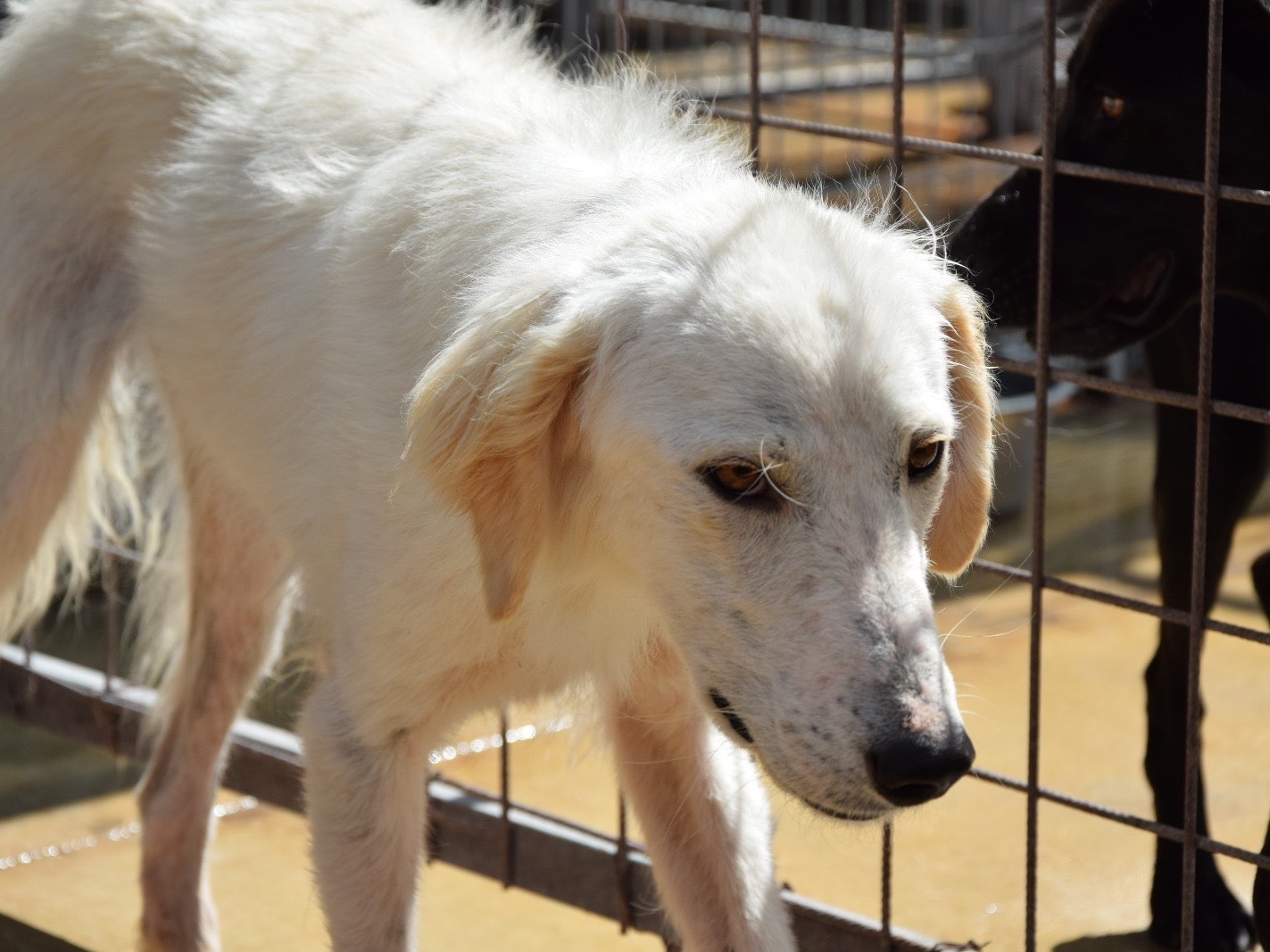 Adotta un cane, maschio, 2 anni, Pescara