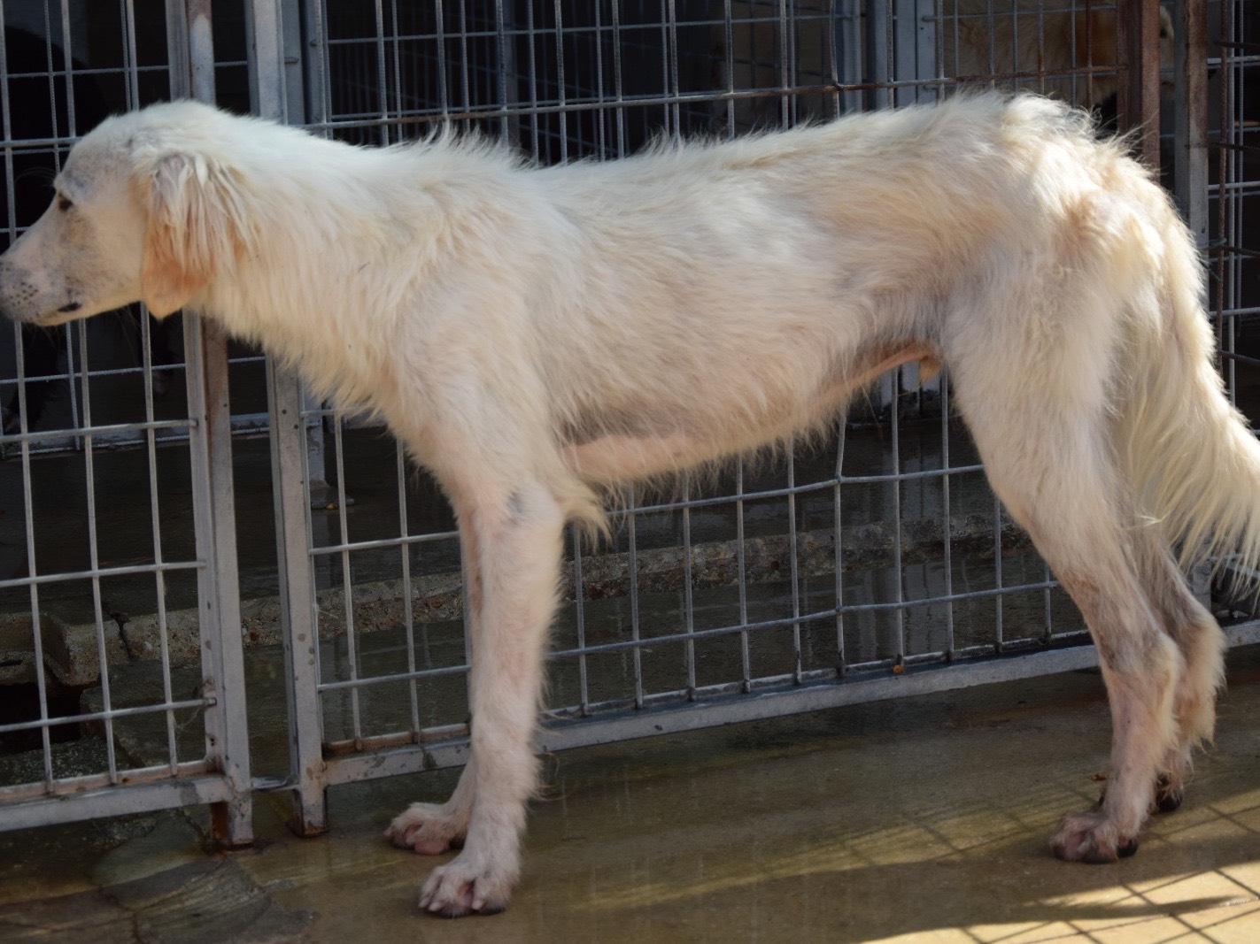 Vuoi adottare un cane a Pescara?