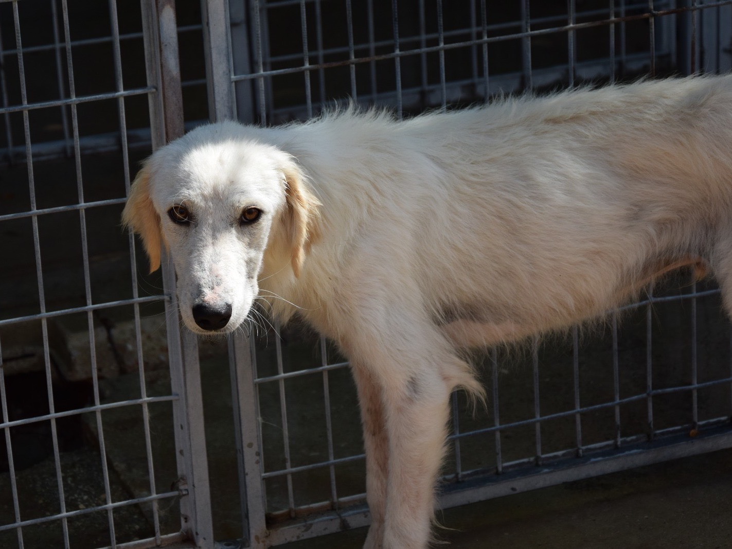 Adotta il cane Fritz  a Pescara