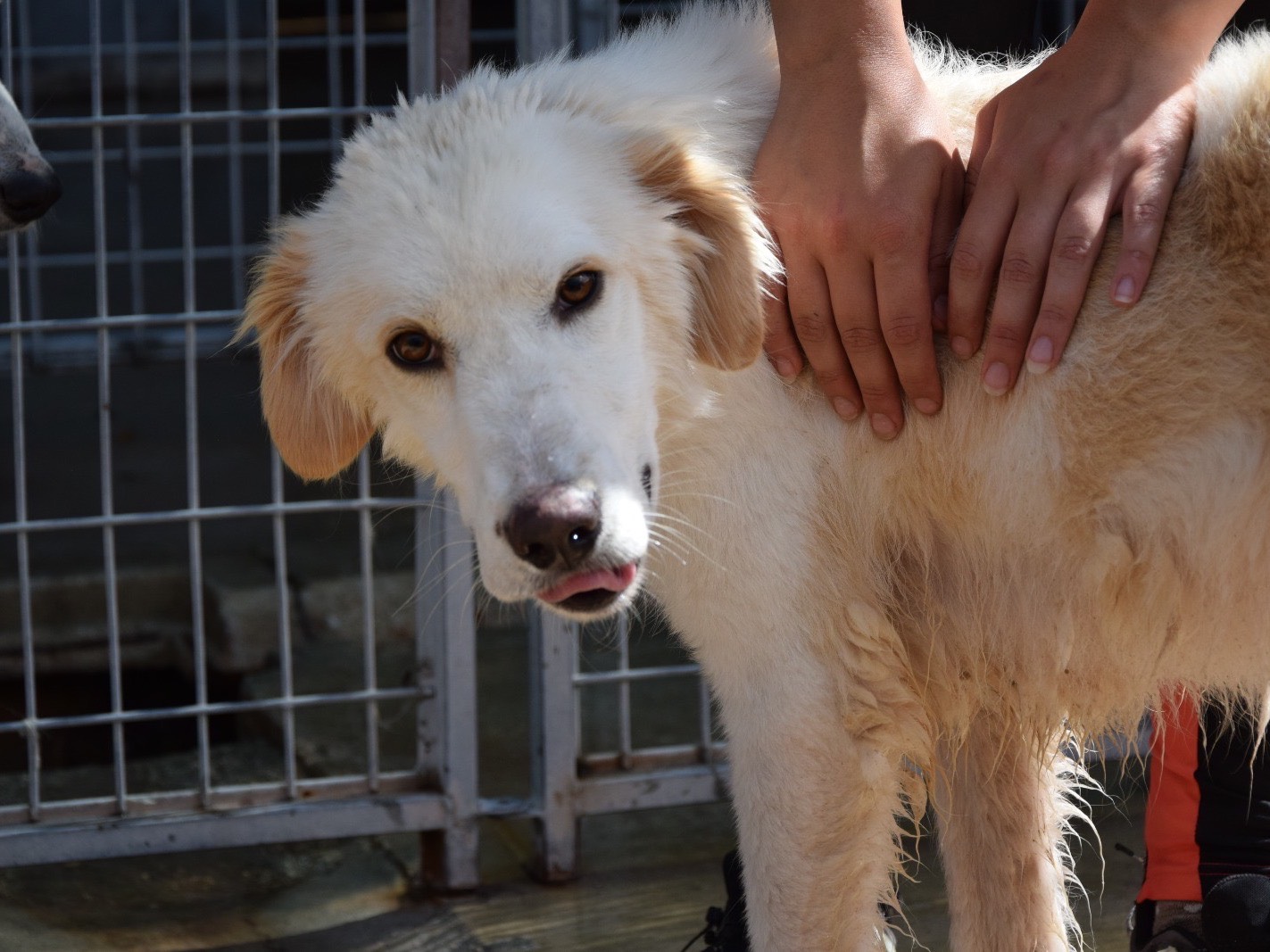 Adozione cane, maschio, Razza sconosciuta Razza sconosciuta, 2 anni, taglia media, Pescara