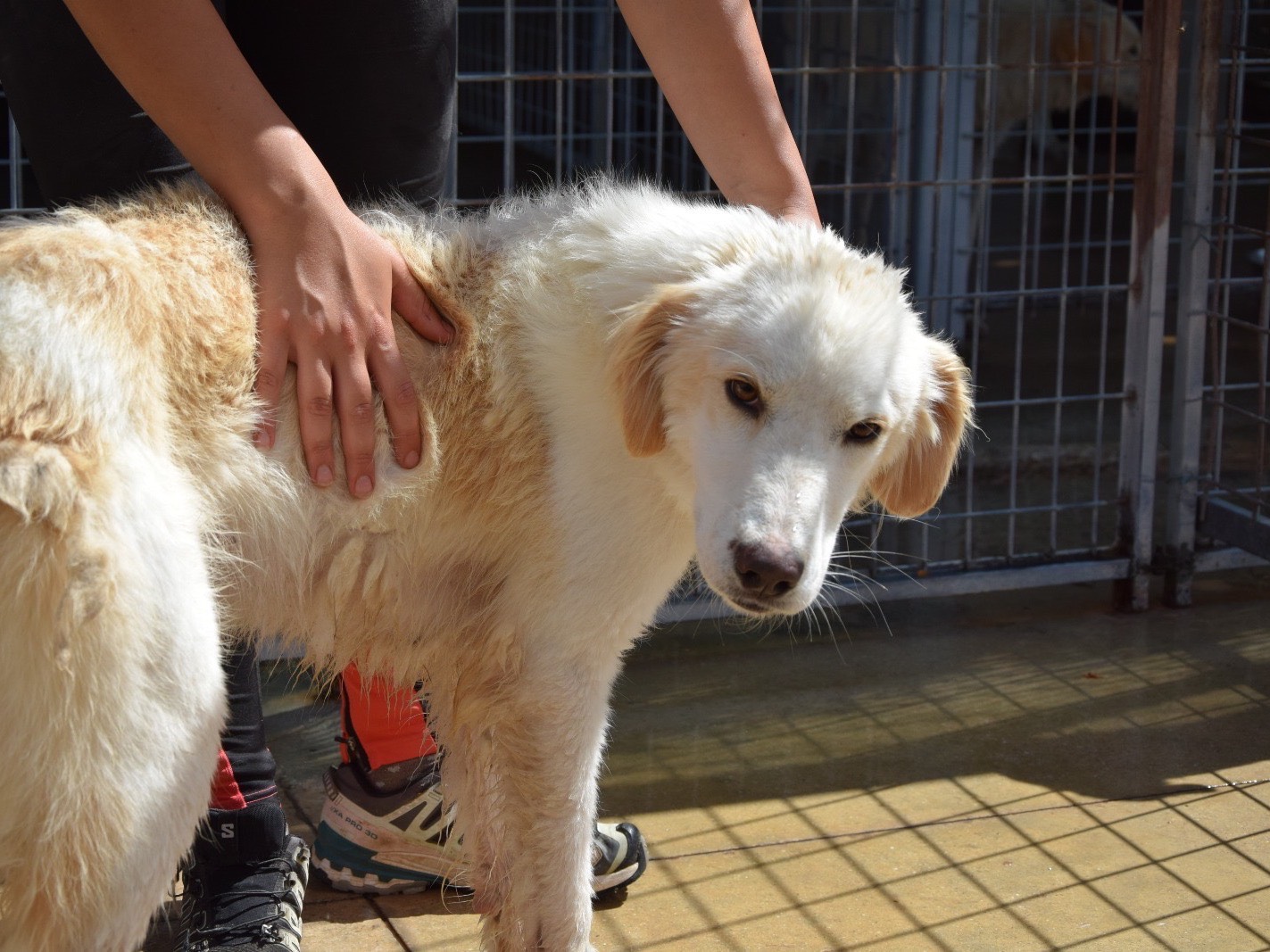 Adotta un cane, taglia media, maschio, Pescara