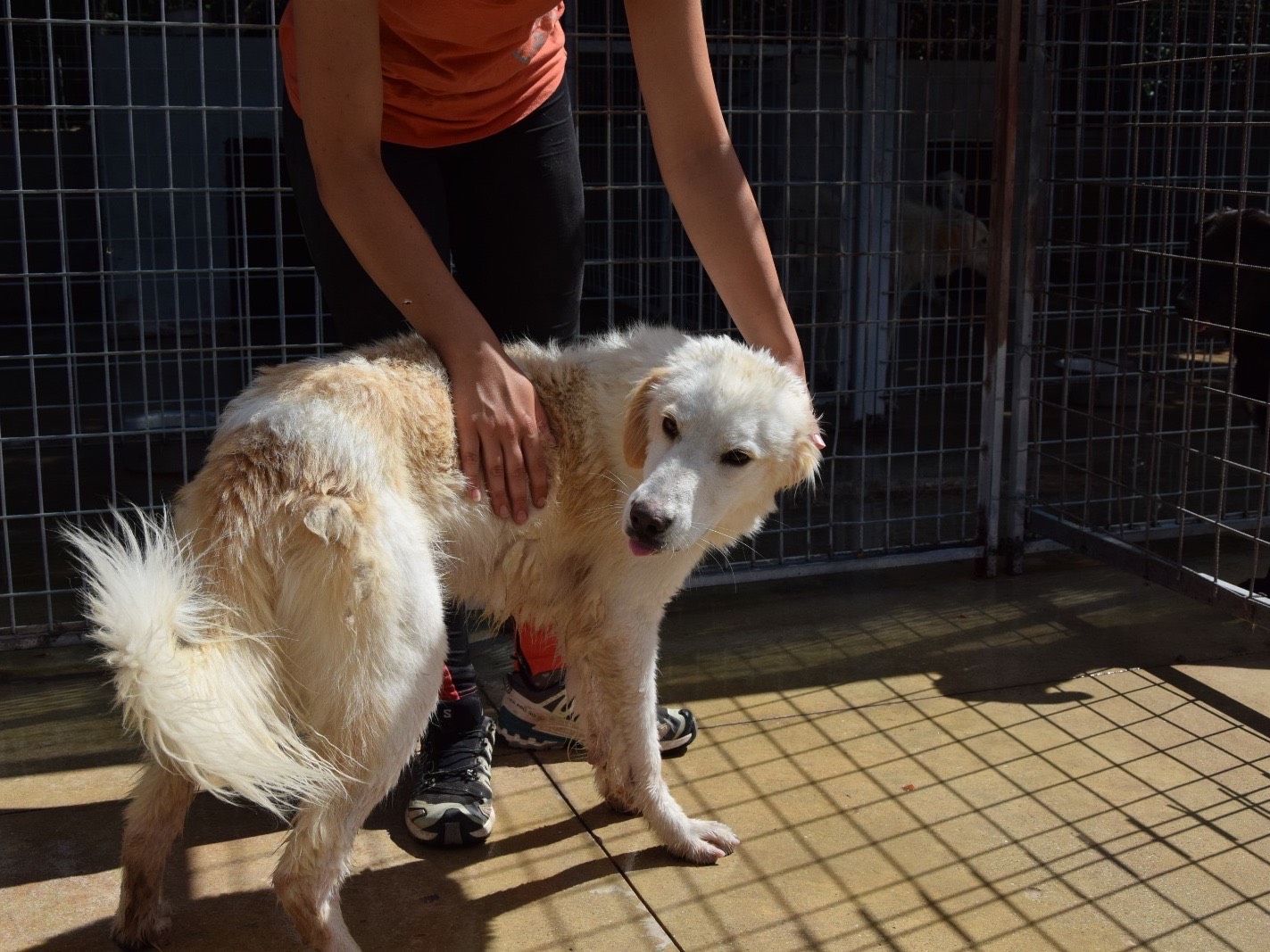 Vuoi adottare un cane a Pescara?