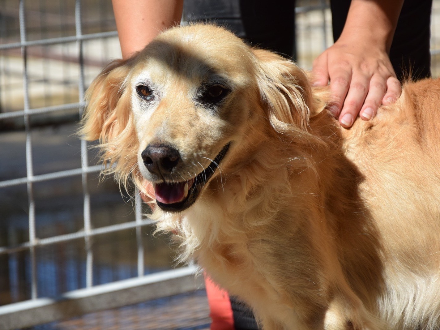 Adozione cane, maschio, Razza sconosciuta Razza sconosciuta, 3 anni e 2 mesi, taglia media contenuta, Pescara