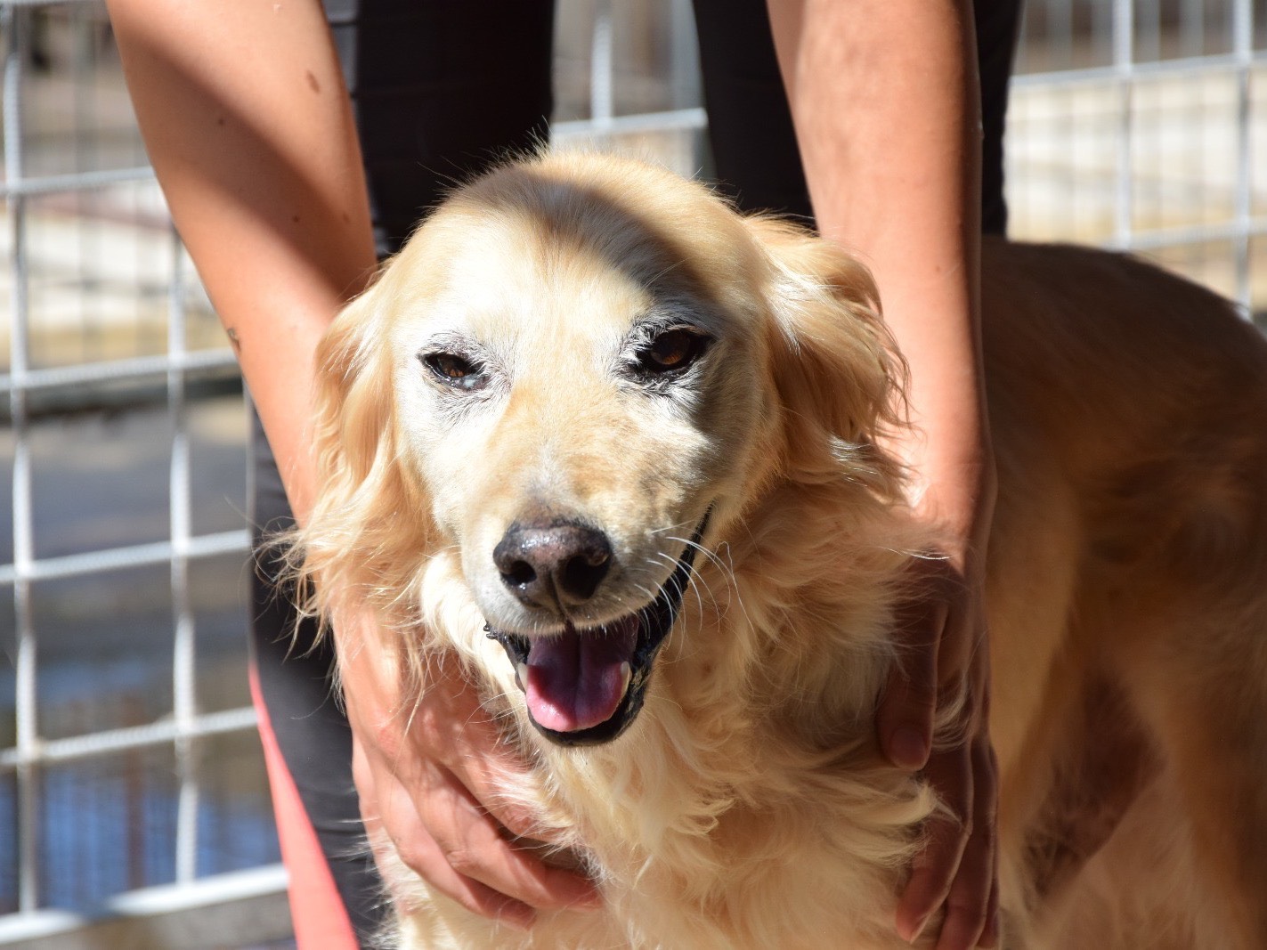 Adotta un cane, maschio, 3 anni e 2 mesi, Pescara