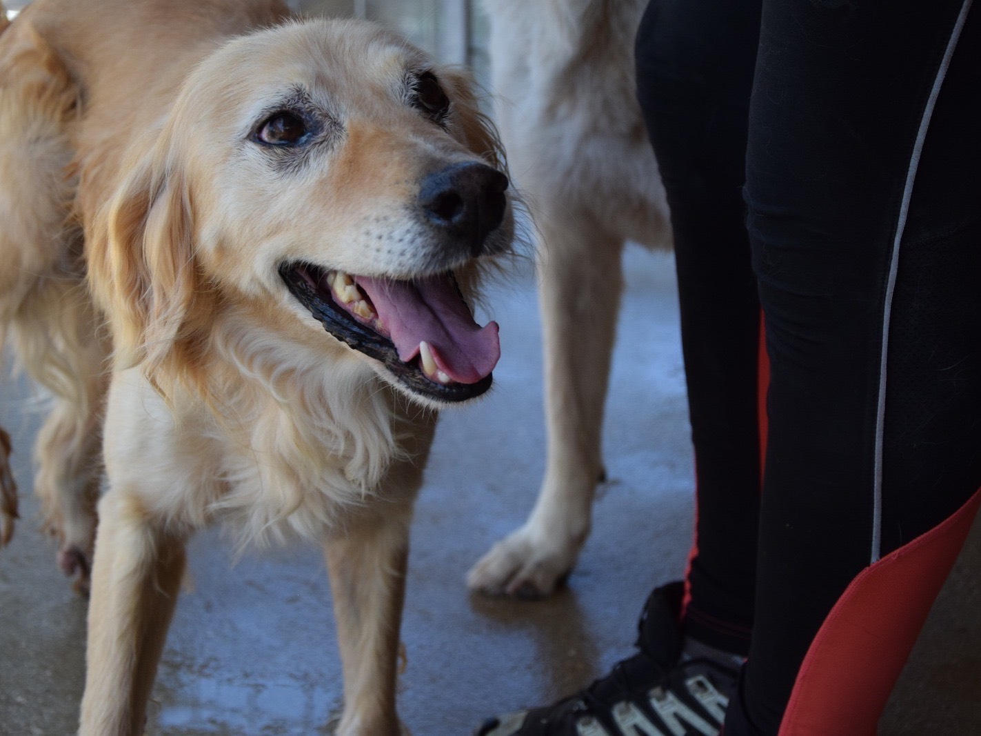 Vuoi adottare un cane a Pescara?