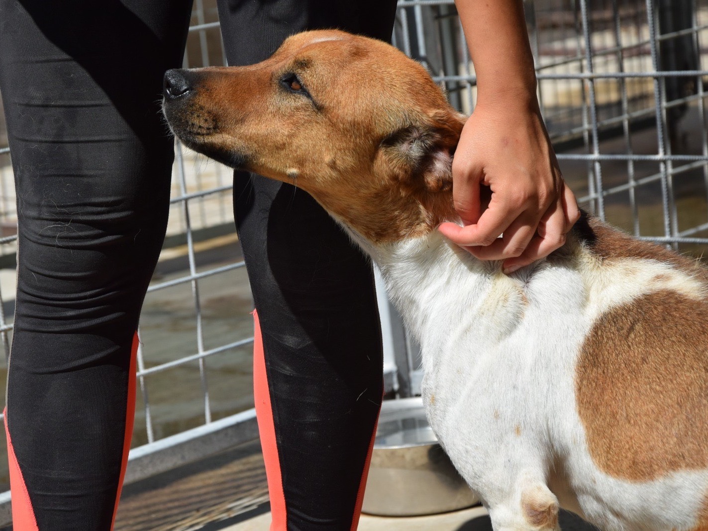 Adozione cane, maschio, Razza sconosciuta Razza sconosciuta, 4 anni e 5 mesi, taglia media, Pescara