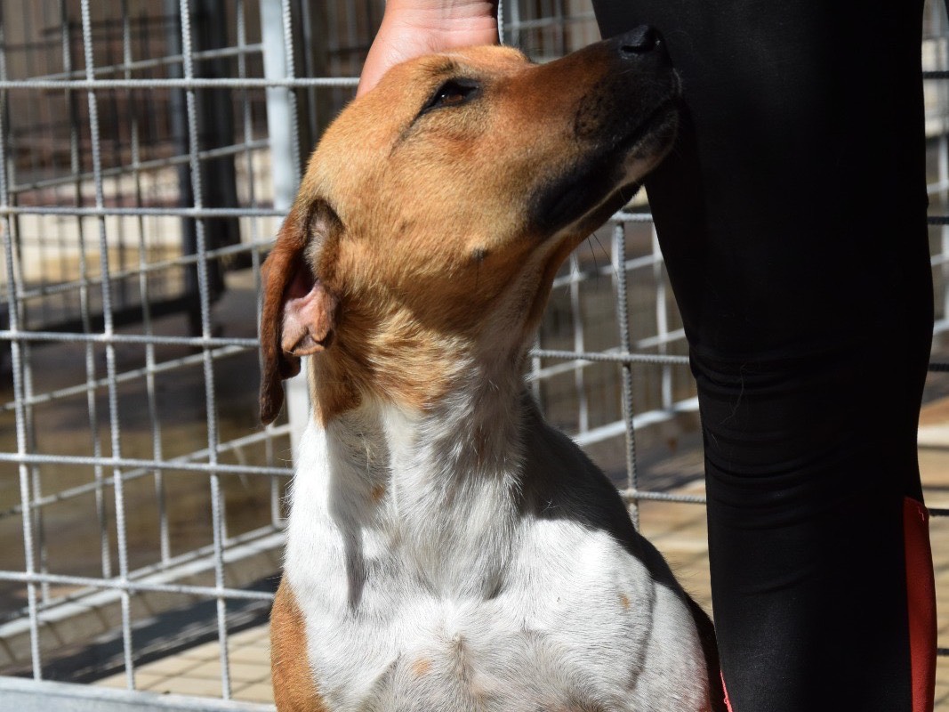 Adotta un cane, maschio, 4 anni e 5 mesi, Pescara