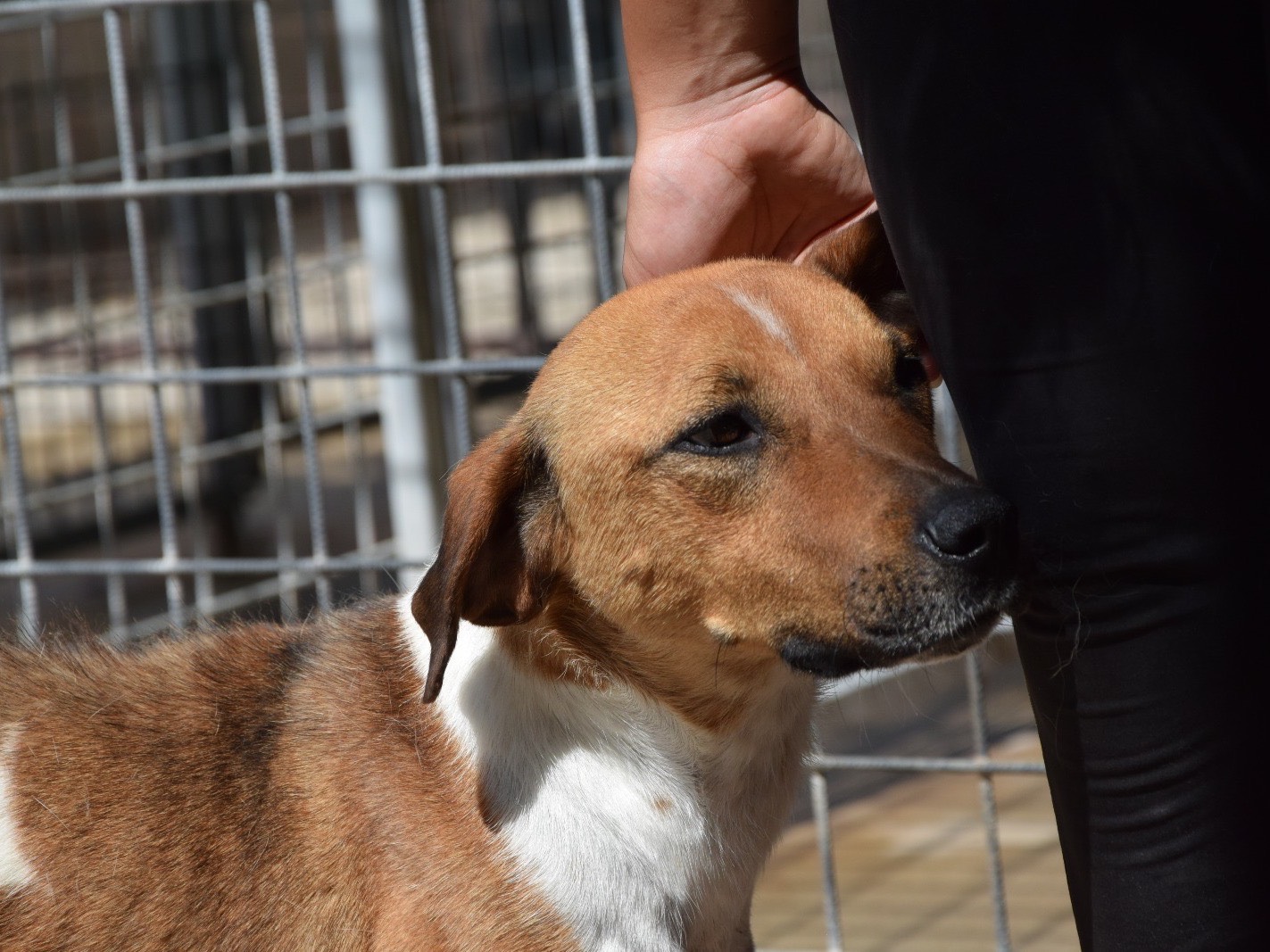 Adotta un cane, taglia media, maschio, Pescara