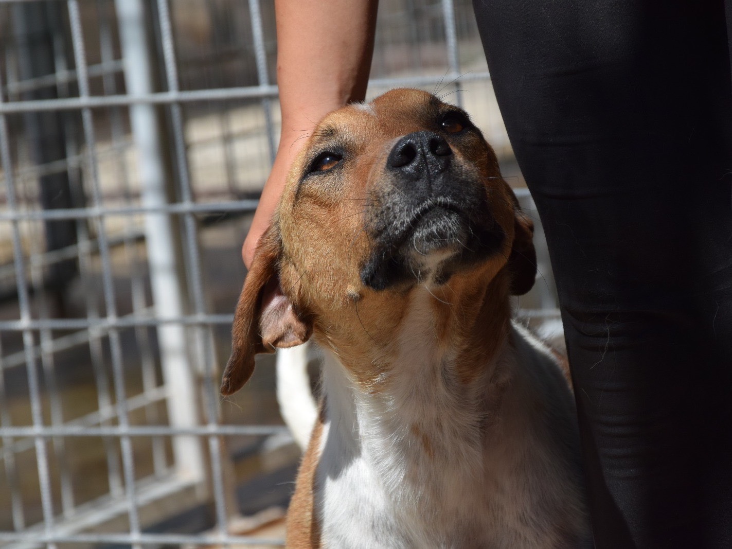 Vuoi adottare un cane a Pescara?