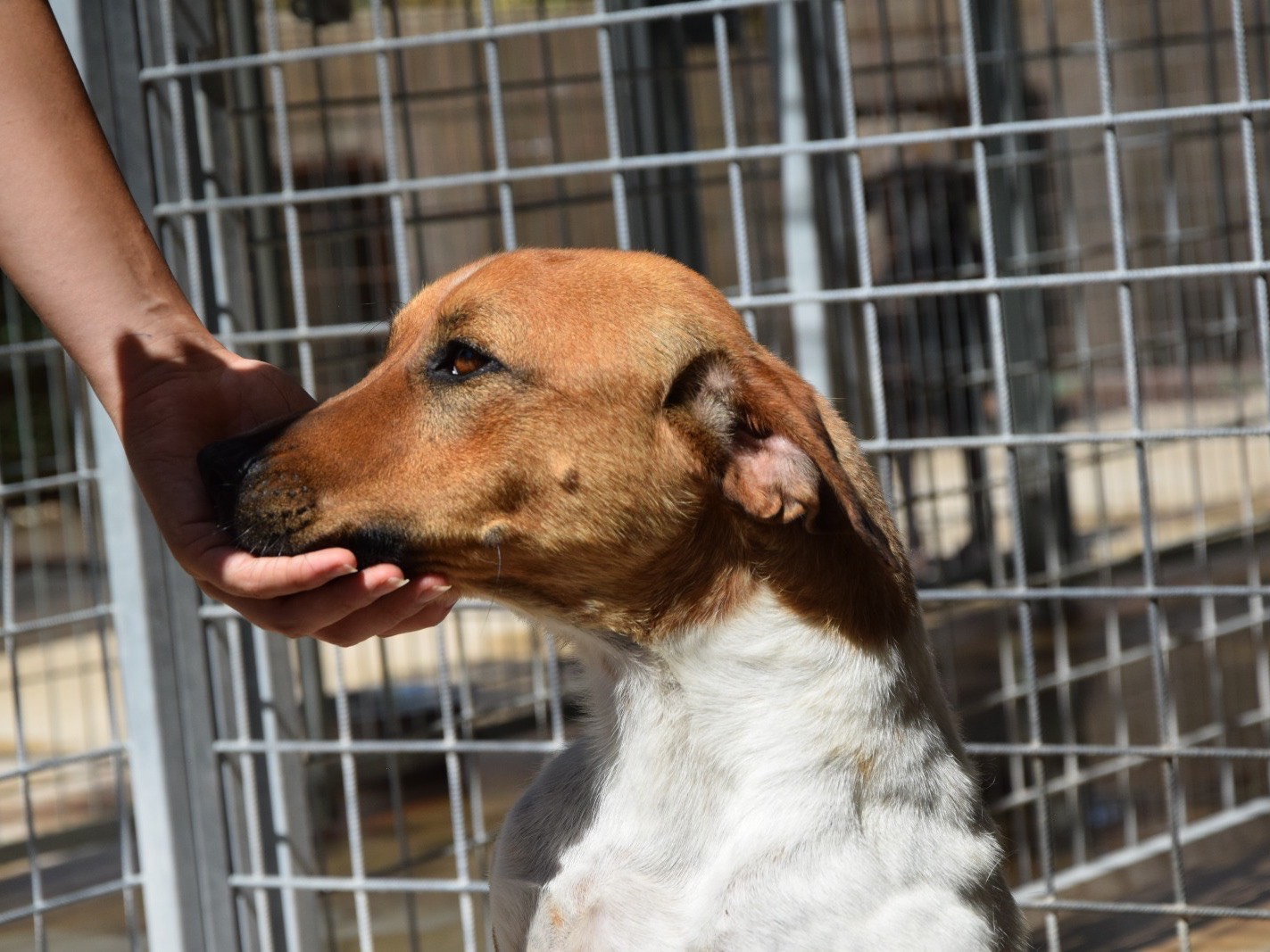 Adotta il cane Alvin  a Pescara