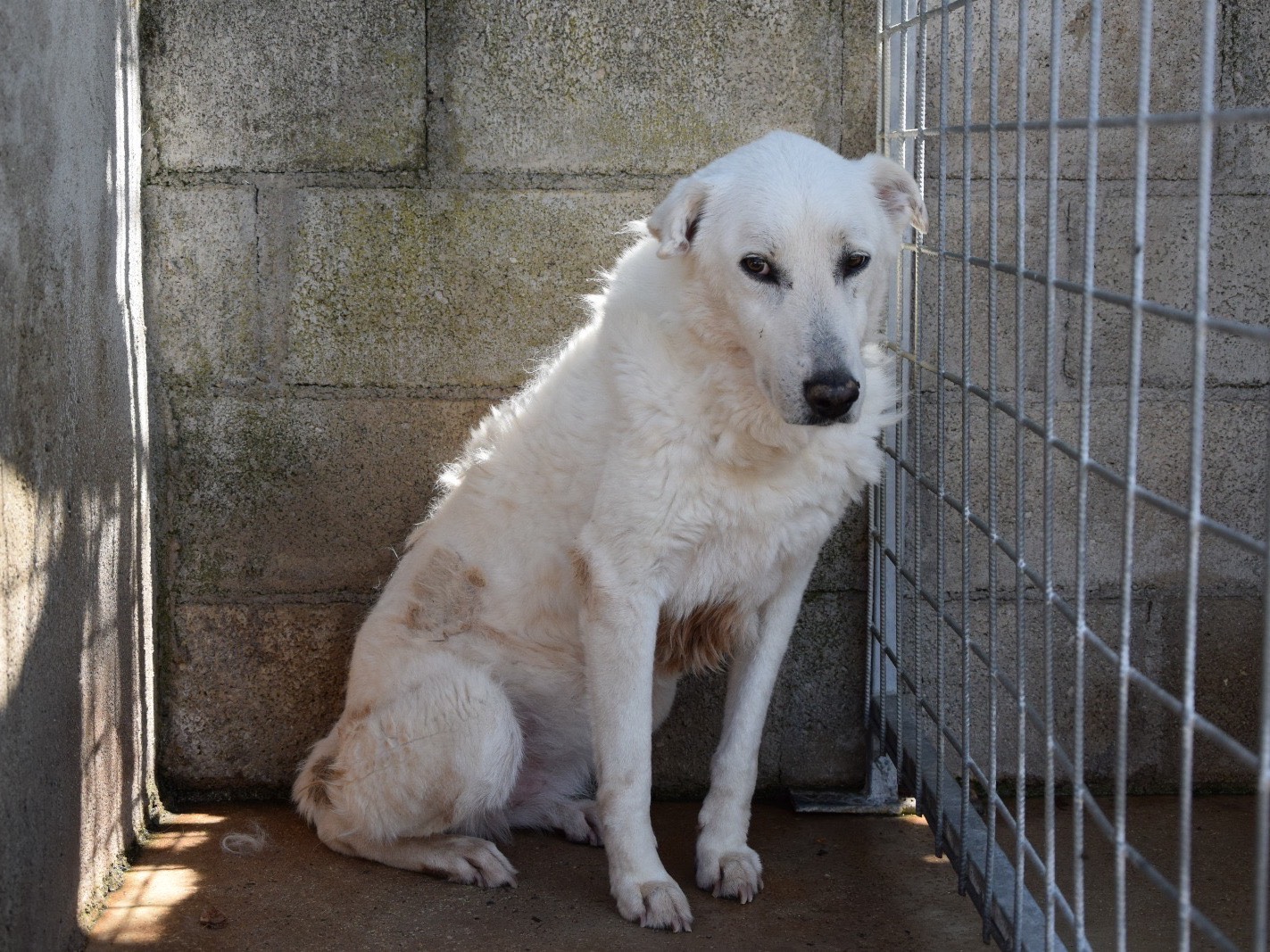 Adozione cane, femmina, Pastore maremmano Razza sconosciuta, 13 anni e 7 mesi, taglia grande, Pescara