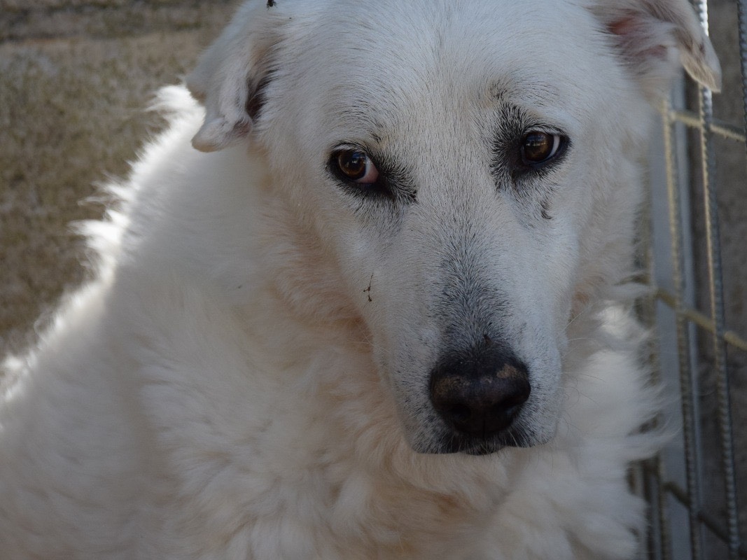 Adotta un cane, femmina, 13 anni e 7 mesi, Pescara