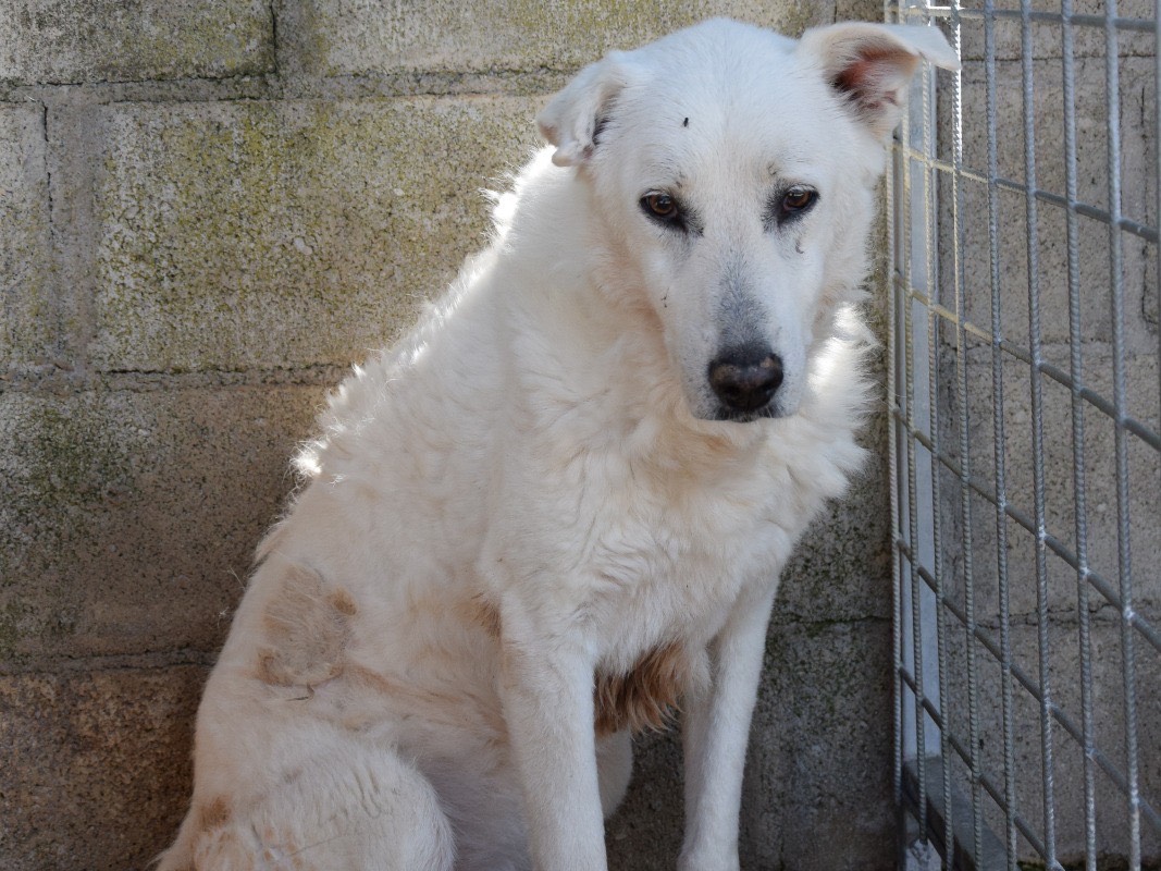 Adotta un cane, taglia grande, femmina, Pescara