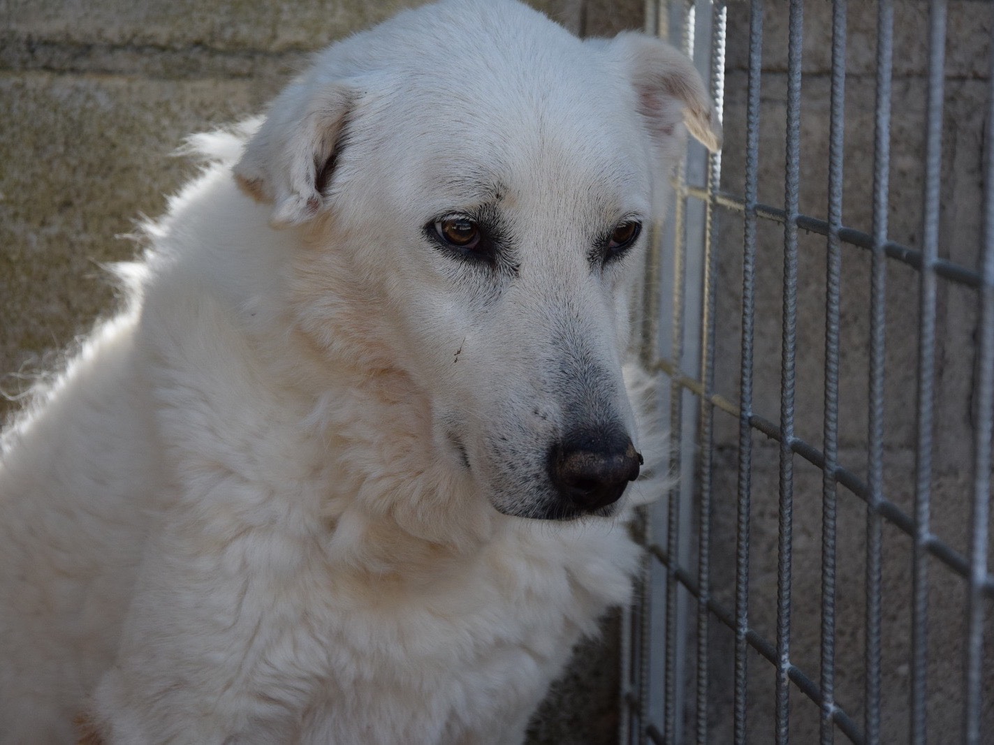 Vuoi adottare un cane a Pescara?