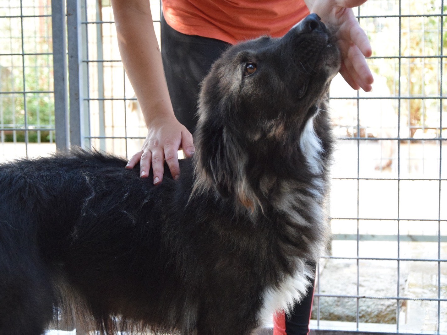 Adozione cane, maschio, Border Collie Razza sconosciuta, 5 anni e 8 mesi, taglia grande, Pescara