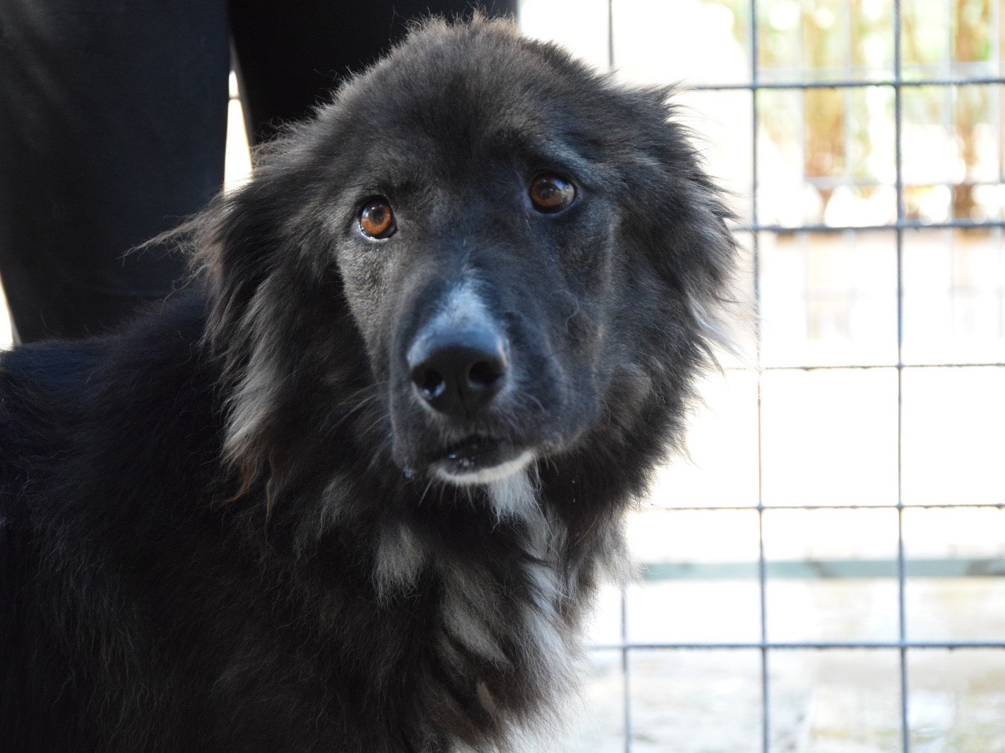 Adotta un cane, maschio, 5 anni e 8 mesi, Pescara