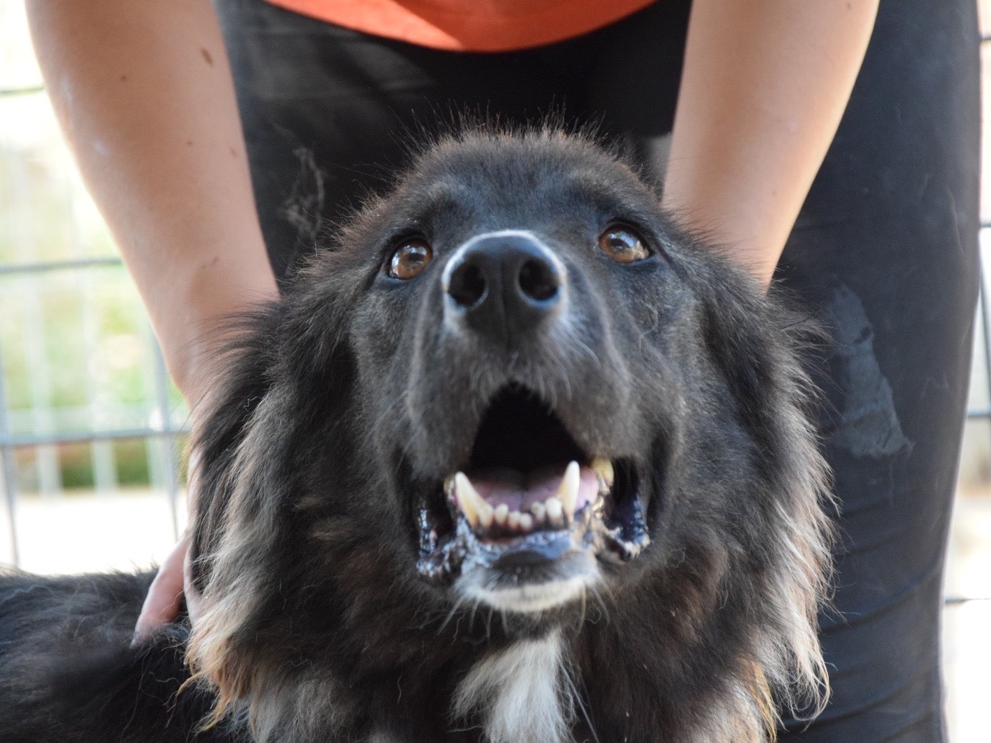 Adotta un cane, taglia grande, maschio, Pescara