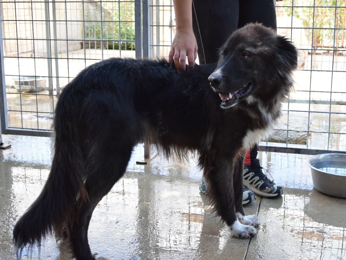 Adotta il cane Willy a Pescara