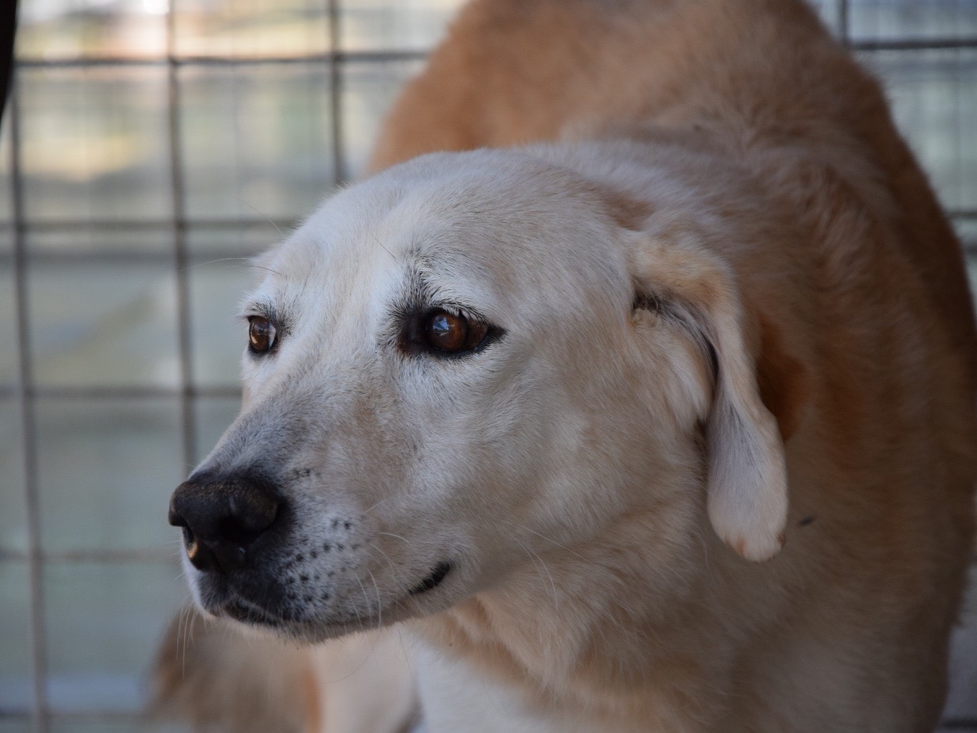 Adozione cane, femmina, Razza sconosciuta Razza sconosciuta, 10 anni e 4 mesi, taglia grande, Pescara
