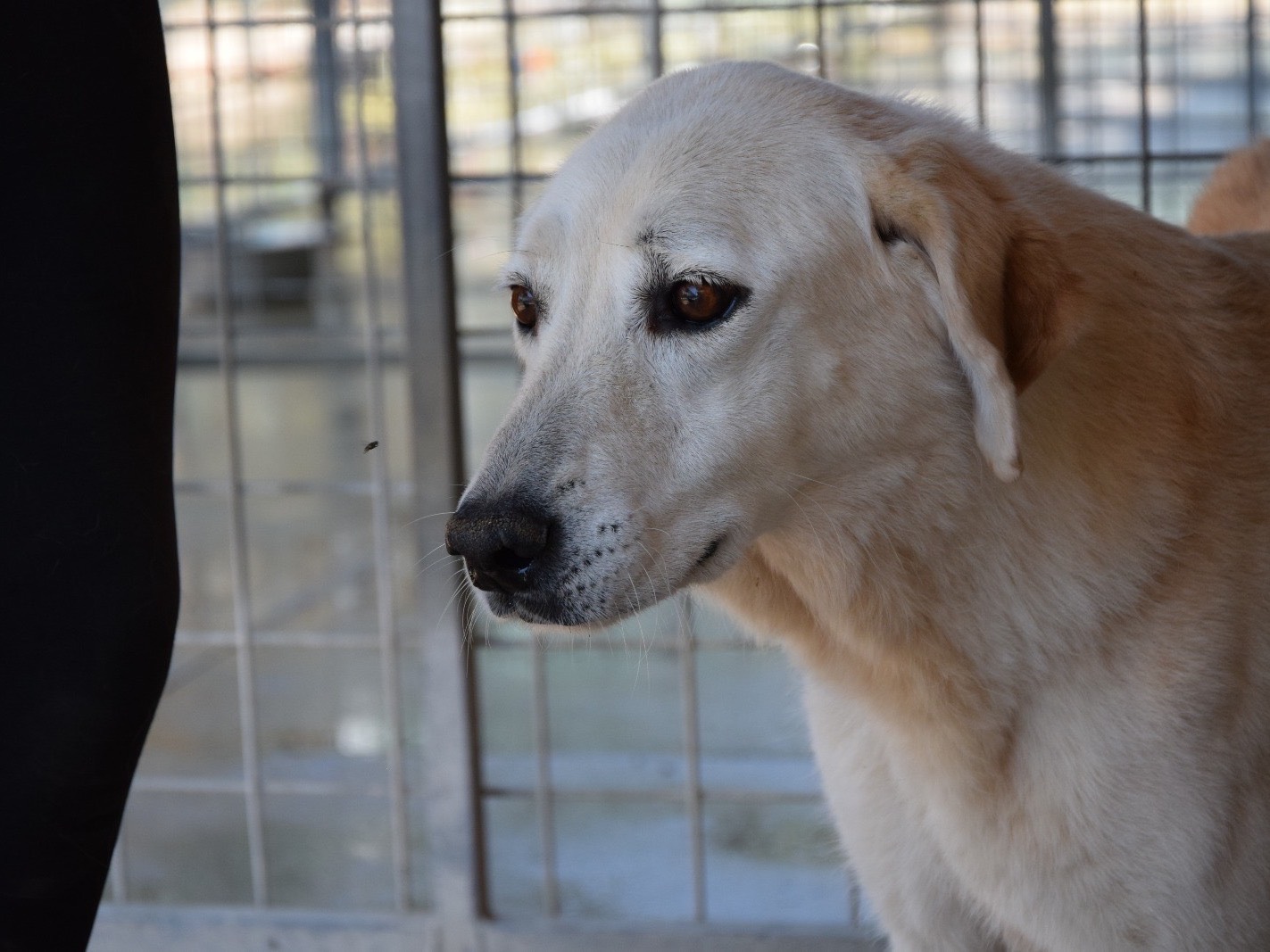 Adotta un cane, femmina, 10 anni e 4 mesi, Pescara