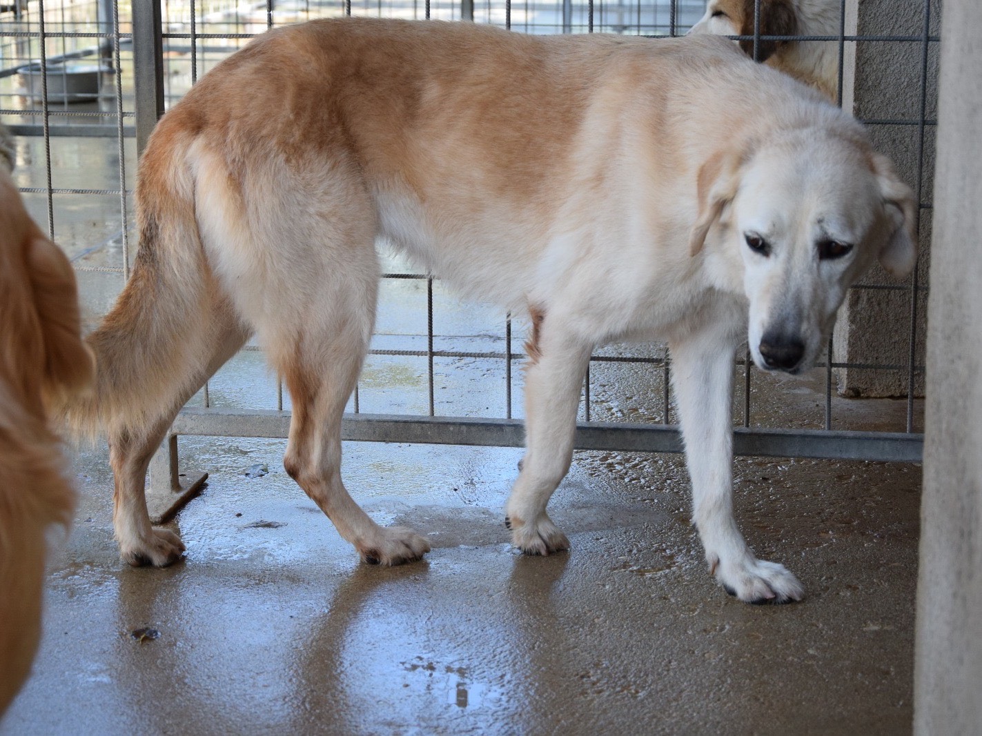 Adotta un cane, taglia grande, femmina, Pescara