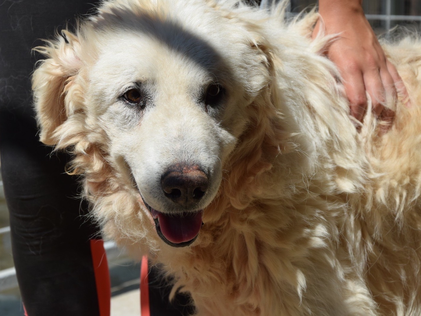 Adozione cane, maschio, Razza sconosciuta Razza sconosciuta, 13 anni e 7 mesi, taglia grande, Pescara