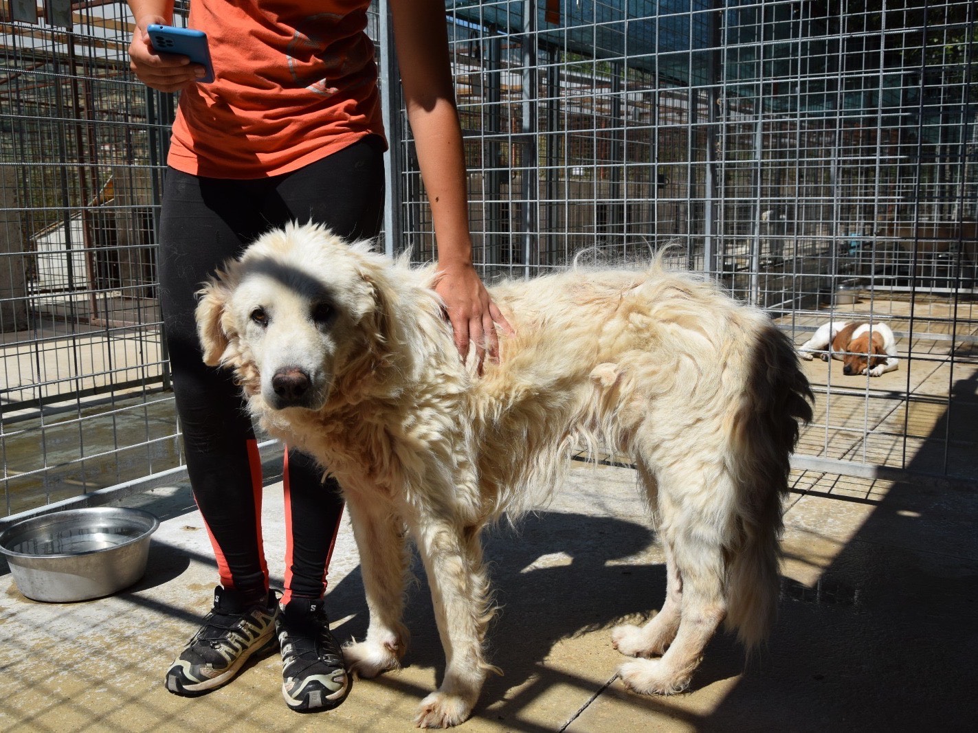 Vuoi adottare un cane a Pescara?