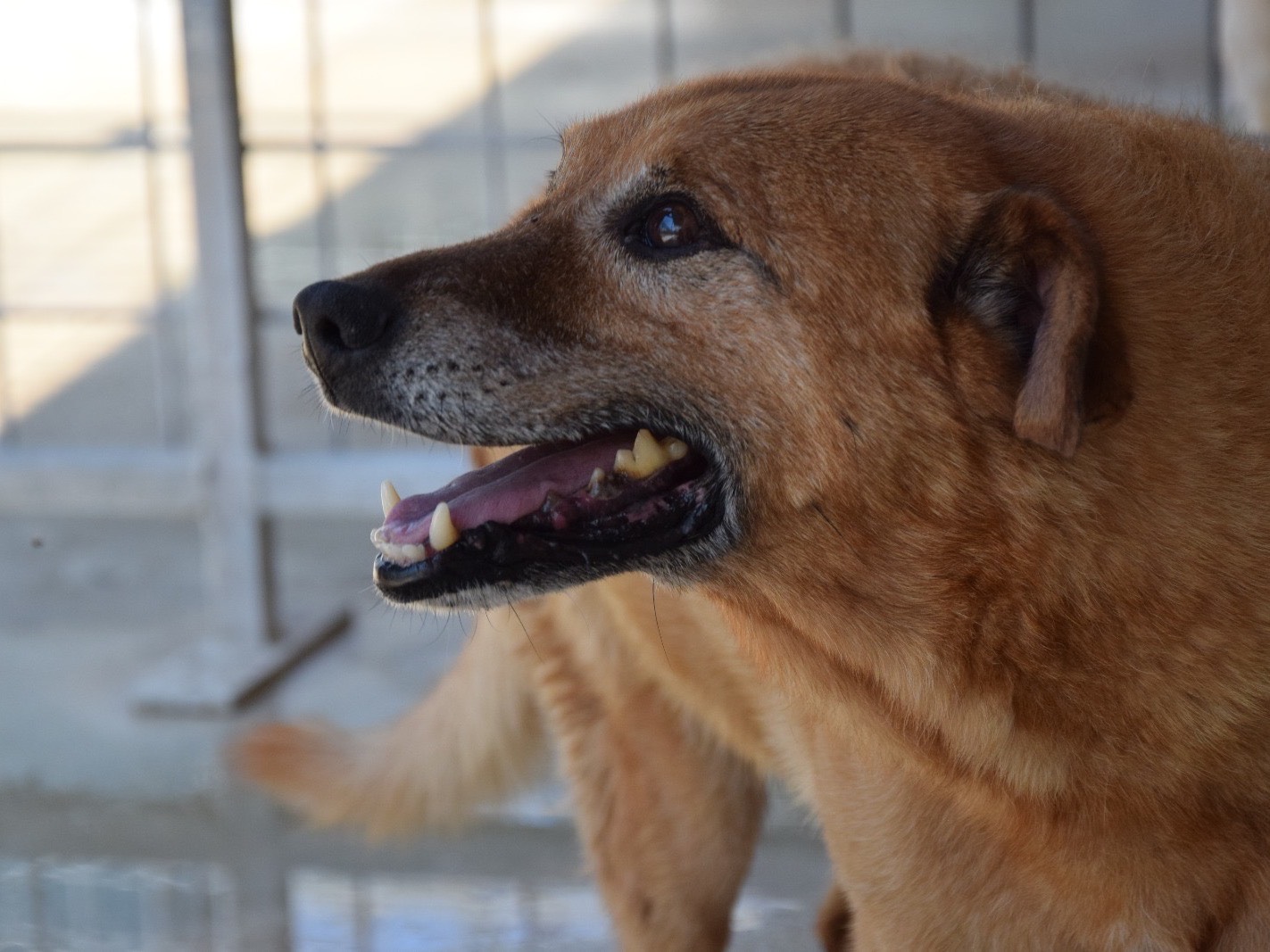 Adozione cane, maschio, Razza sconosciuta Razza sconosciuta, 10 anni e 5 mesi, taglia media contenuta, Pescara