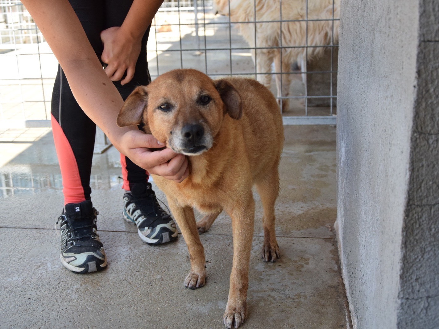 Adotta un cane, maschio, 10 anni e 5 mesi, Pescara