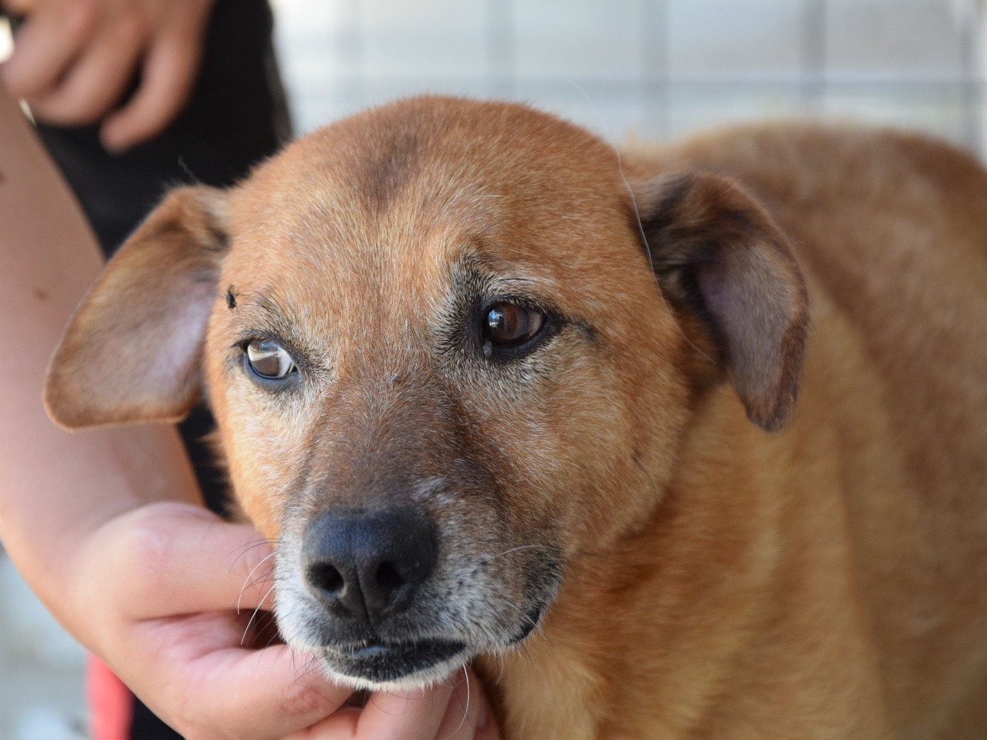 Adotta un cane, taglia media contenuta, maschio, Pescara