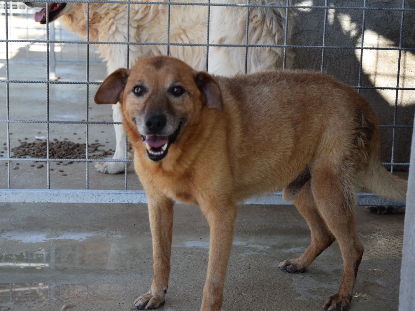 Vuoi adottare un cane a Pescara?