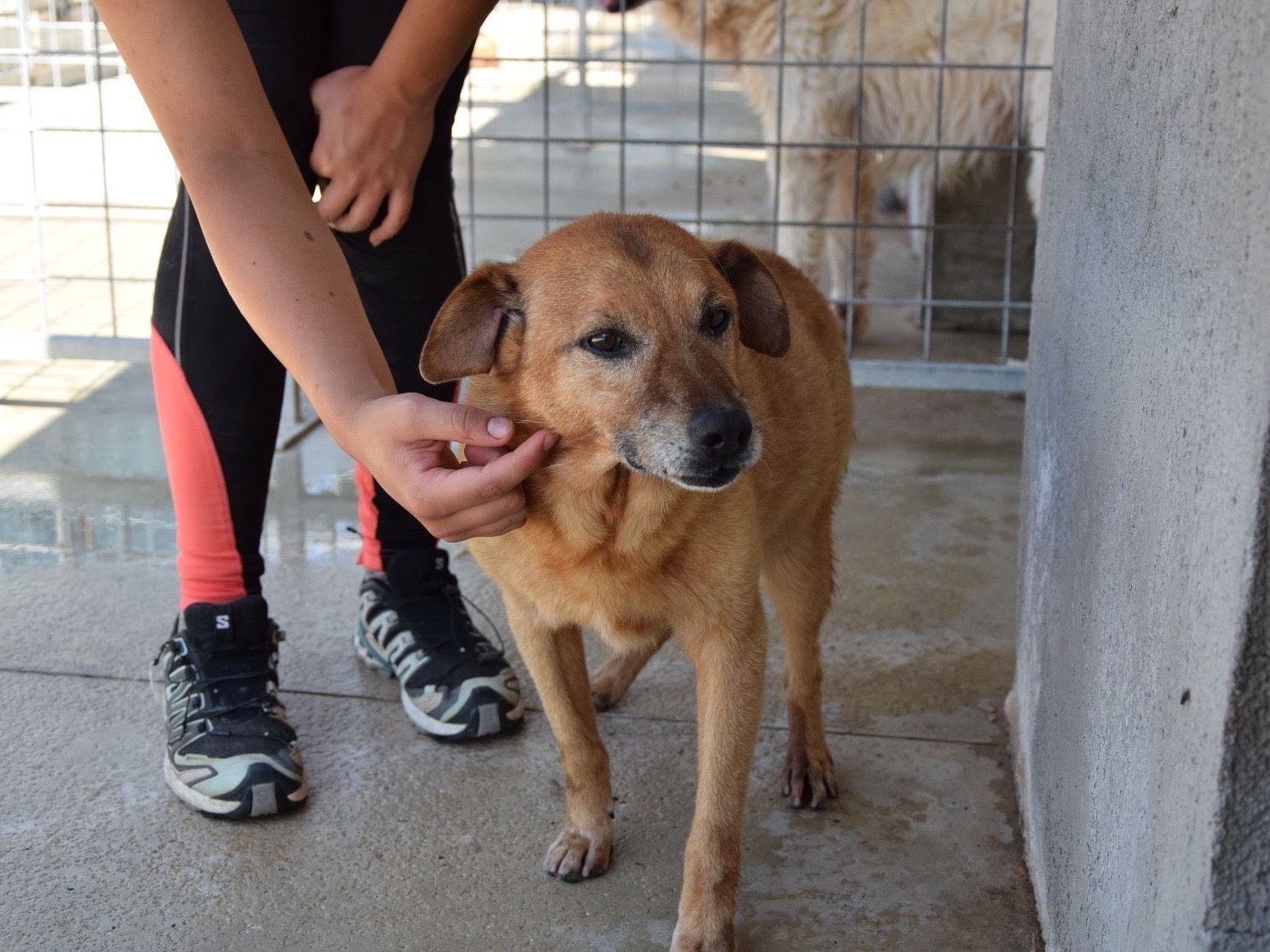 Adotta il cane Ron  a Pescara