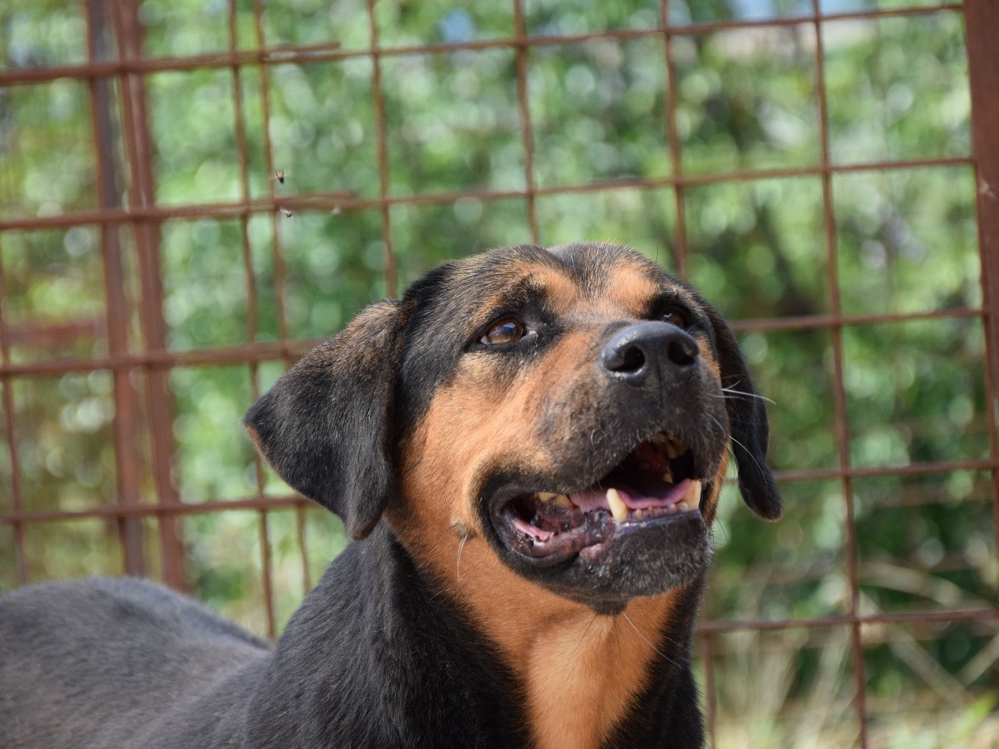 Adozione cane, maschio, Rottweiler Razza sconosciuta, 7 anni, taglia media, Pescara
