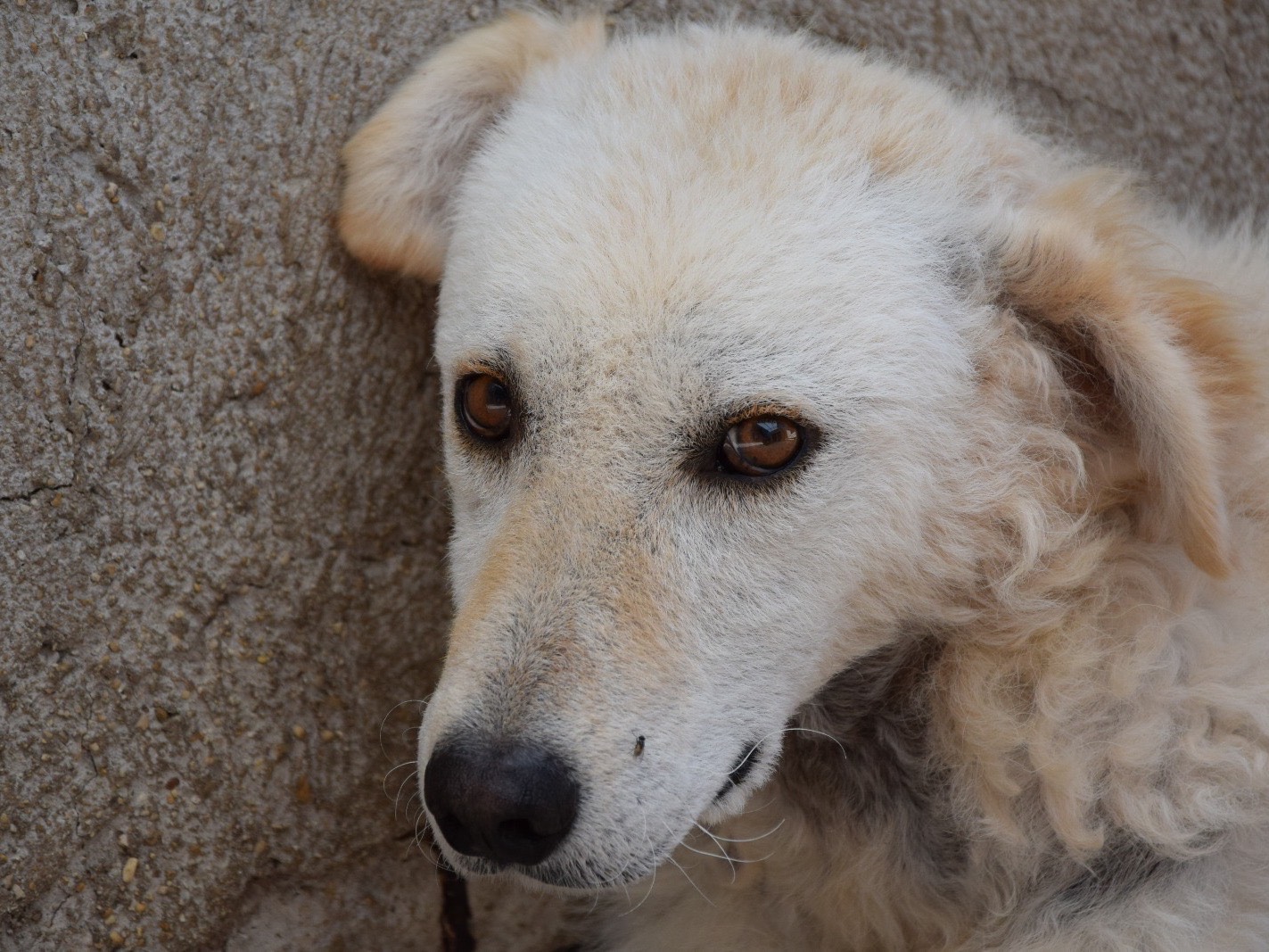 Adozione cane, femmina, Pastore maremmano Razza sconosciuta, 5 anni e 9 mesi, taglia media, Pescara