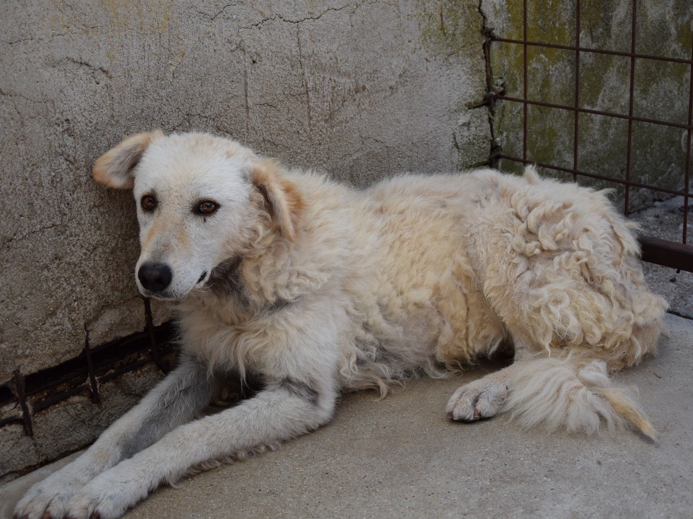 Adotta un cane, femmina, 5 anni e 9 mesi, Pescara