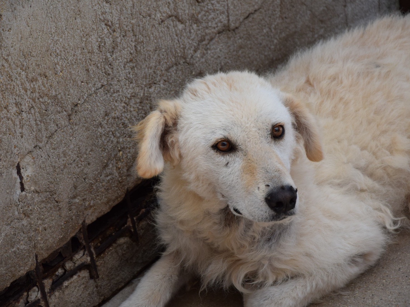 Adotta un cane, taglia media, femmina, Pescara