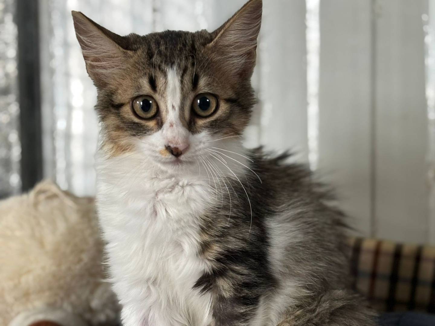Adozione gatto, maschio, Razza sconosciuta Razza sconosciuta, 2 mesi, taglia non valida, Pisa