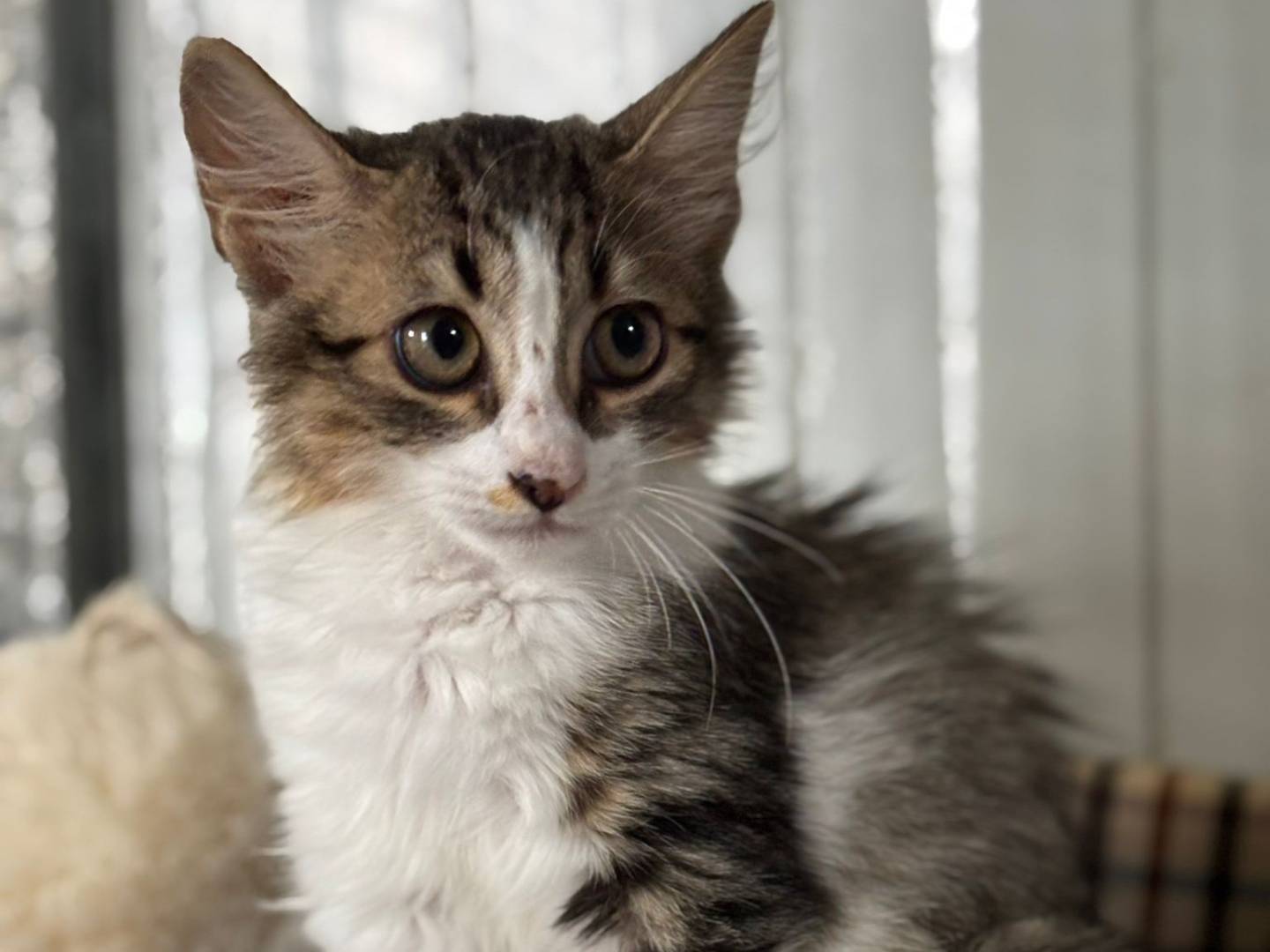Adotta un gatto, maschio, 2 mesi, Pisa